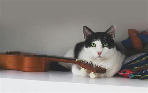 what kind of music do cats like? why not explore the hidden world of feline musical preferences?